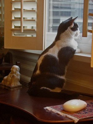 black & white kitten on the windowsill