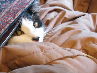 black & white kitten, peeking from under a table