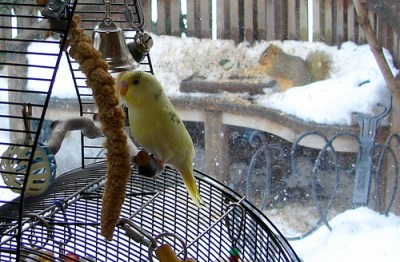 yellow parakeet