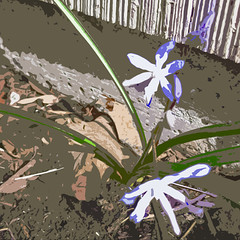 blue-stars