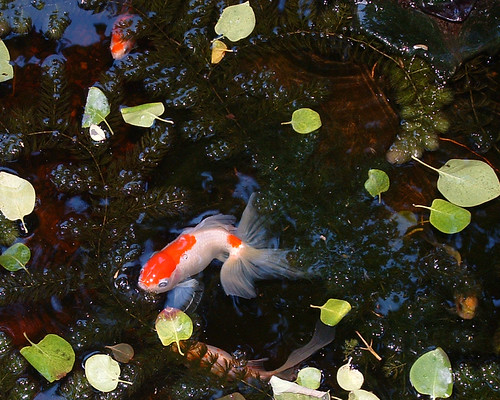 18 pond