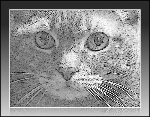 tabby cat