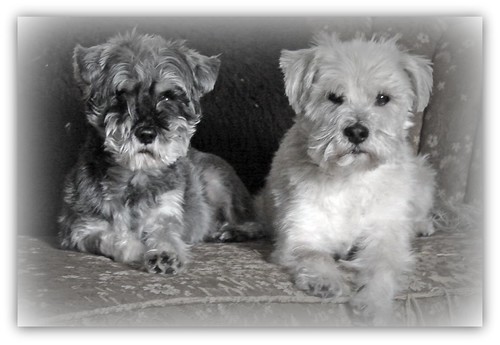 Lucy & Henry