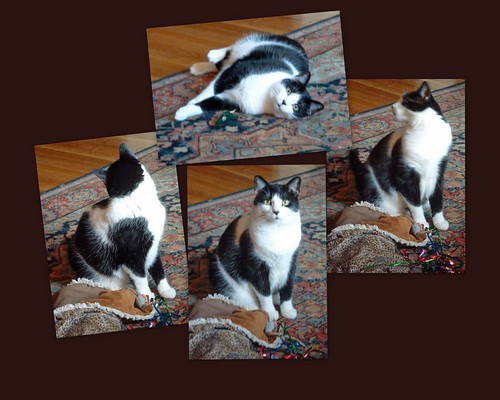 Black & White Cow Cat