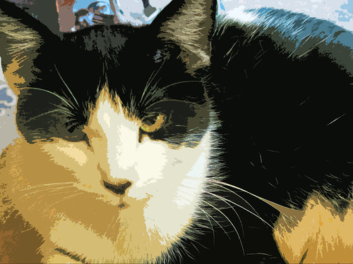 belle digital