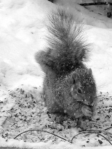 snowy squirrel