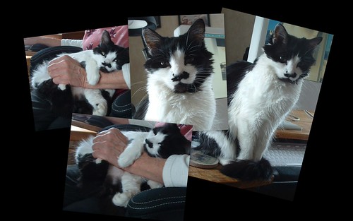 little black and white cat photo collage