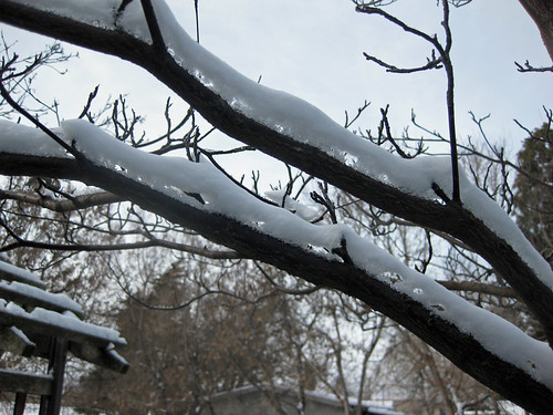 snowbranch