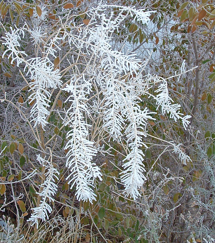 36 winter riverbank