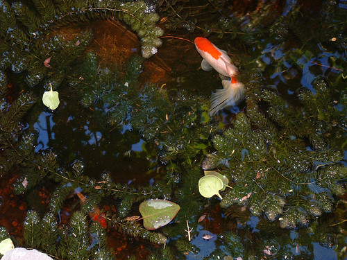 evening pond, with goldfish