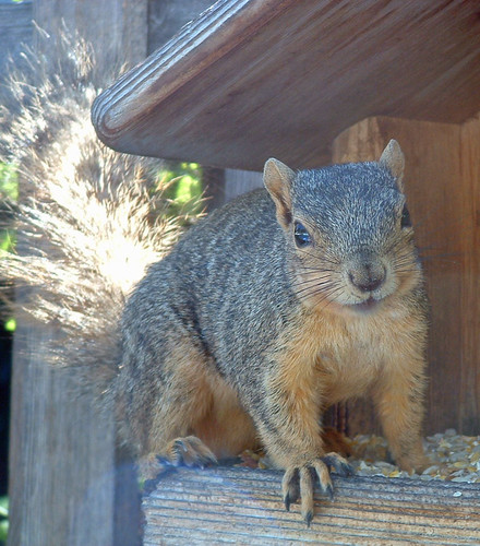 bright squirrel