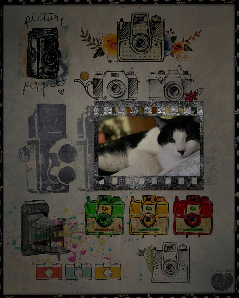 A collage with several images of cameras. The central image is a photo of a black & white cat, sweetly resting.