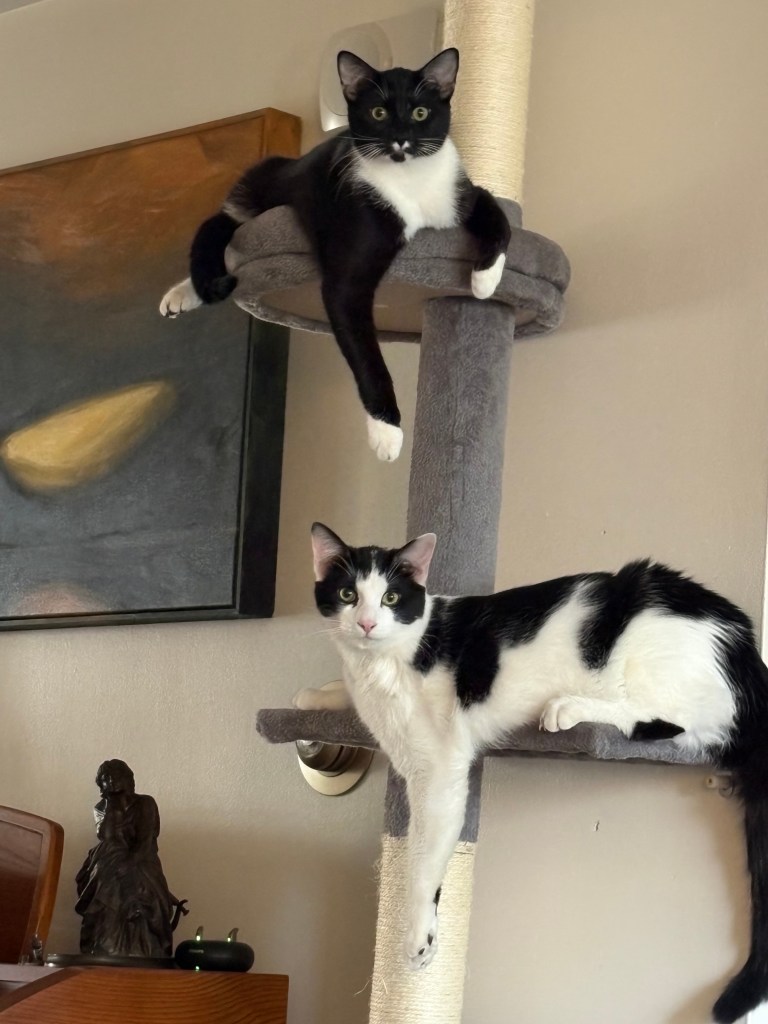 Two black & white cats on a climbing tree. A tuxedo cat (Basho) with a white mustache is on the top level; a cow cat (Bonbon) is on the next. Both have one long leg hanging off their perch. Both stare directly into the camera.